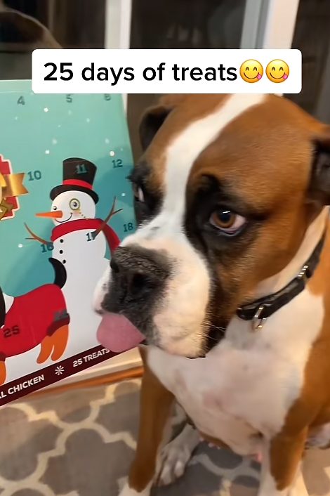 Bailey next to a treat advent calendar