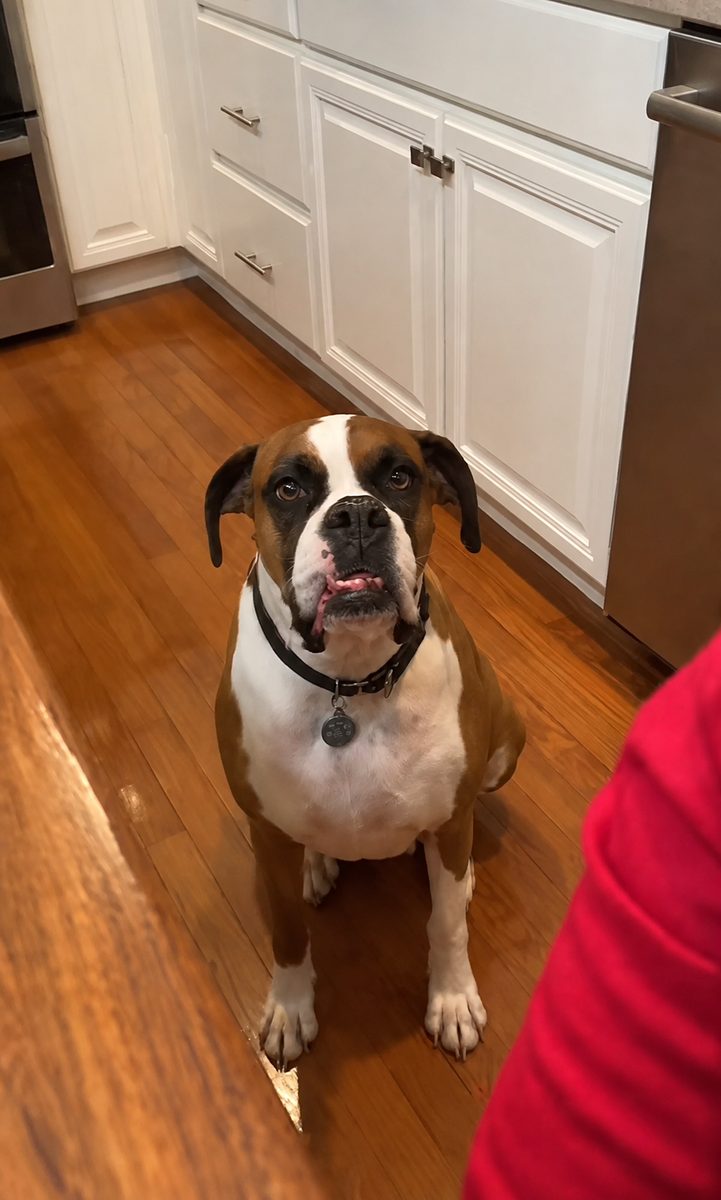 Bailey sitting in the kitchen looking up