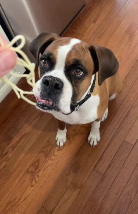 Bailey looking up at a handful of pasta