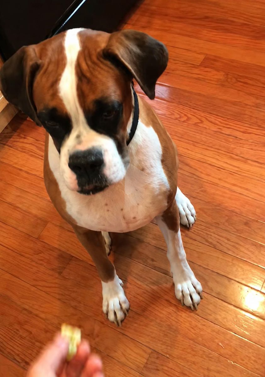 Bailey sitting politely waiting for a treat